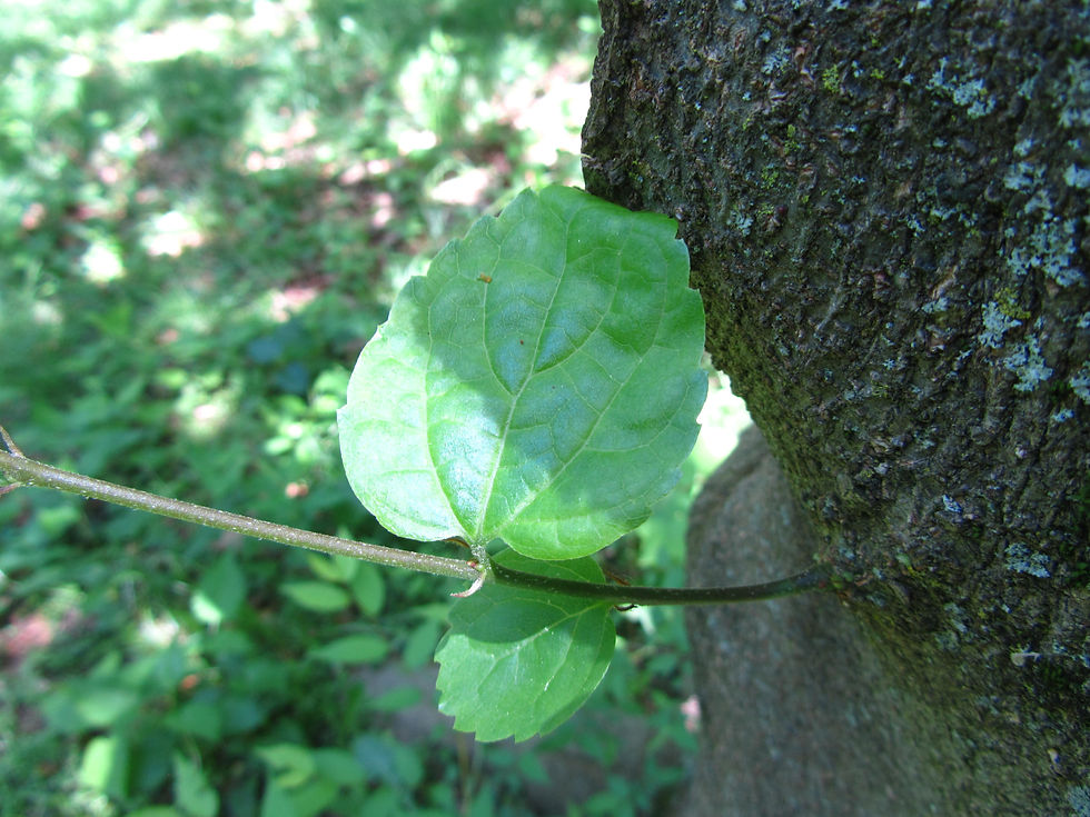 Celtis vandervoetiana
