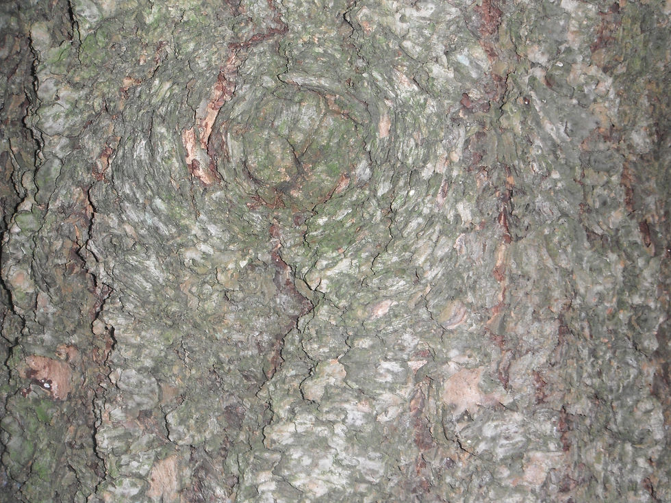 Pseudotsuga menziesii var. glauca