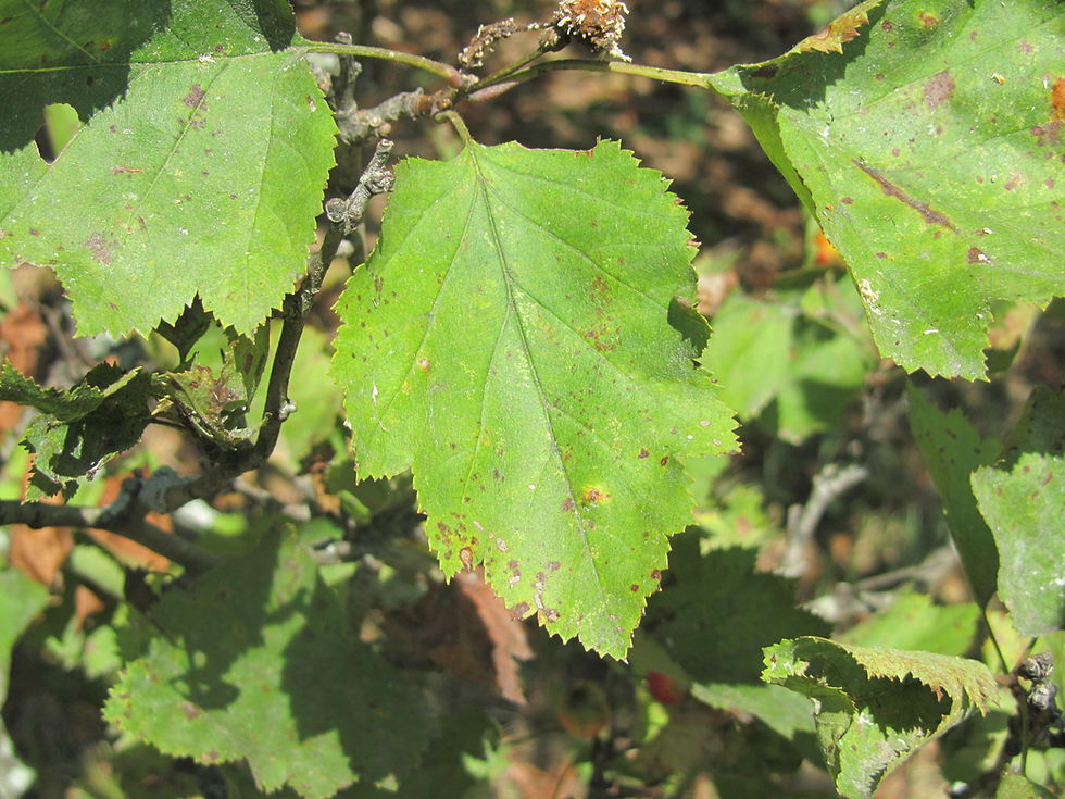 Crataegus intricata