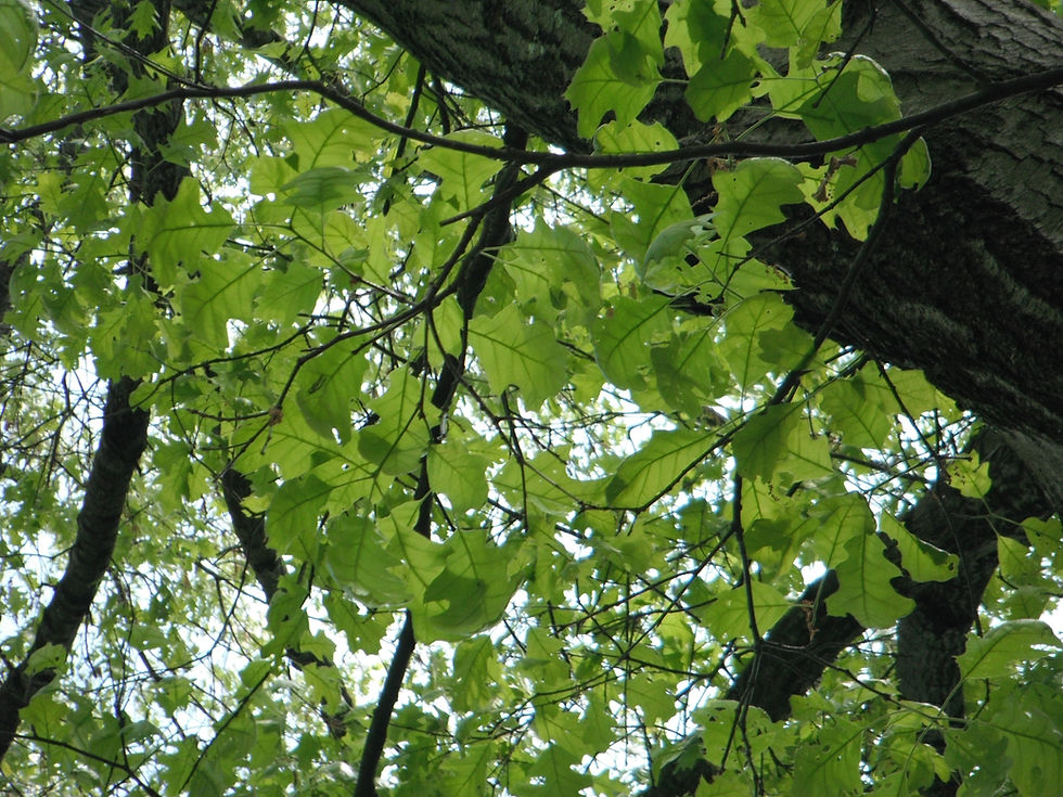 Quercus velutina 'Rubrifolia'