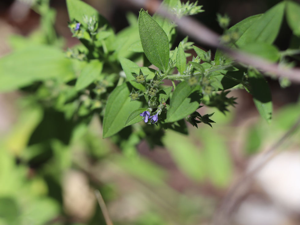 Trichostema brachiatum