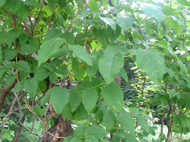 IMG_2203 (Populus tremuloides).jpg