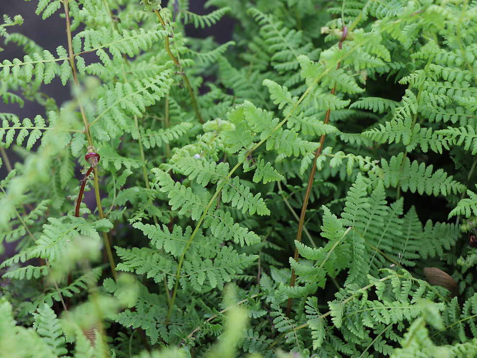 Cystopteris bulbifera