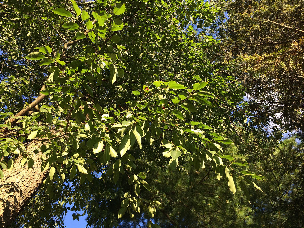 Prunus serotina