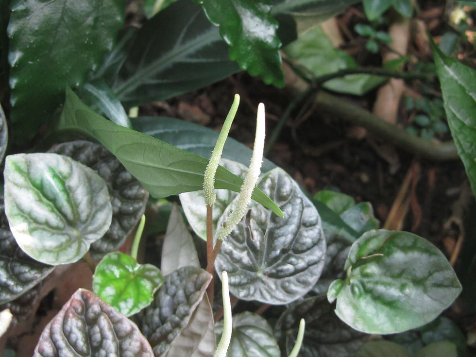 Peperomia griseoargentea 'Nigra'