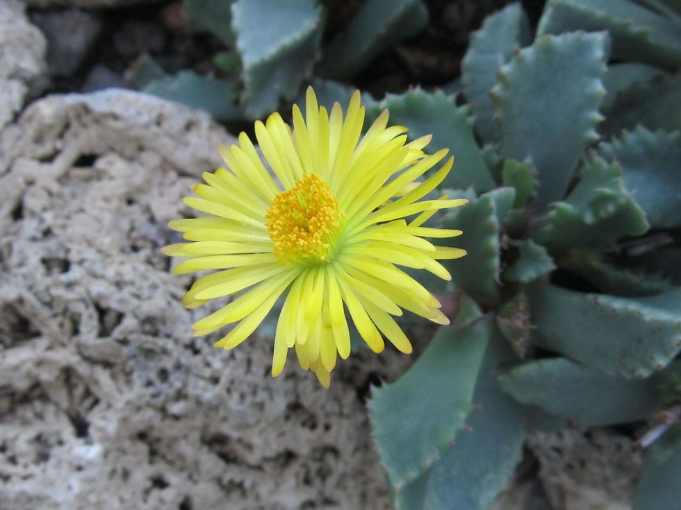 Carruanthus ringens