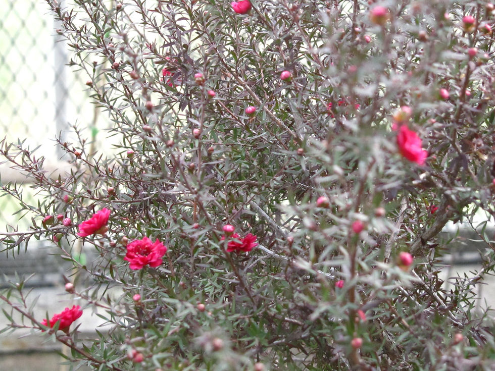 Leptospermum scoparium