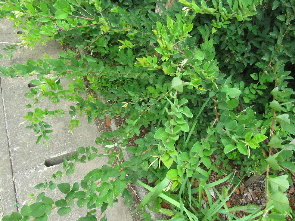 Lespedeza maximowiczii