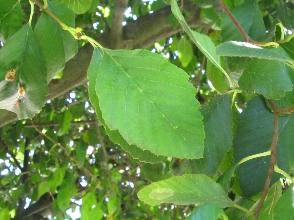 Alnus rhombifolia