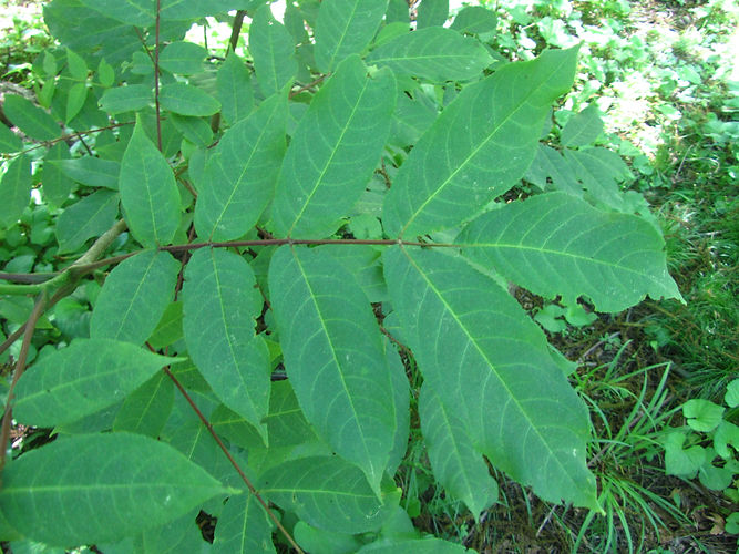 IMG_2203 (Populus tremuloides).jpg