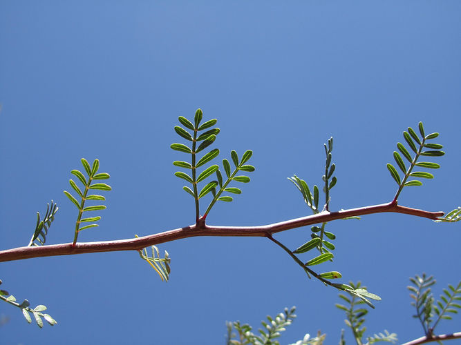IMG_2203 (Populus tremuloides).jpg