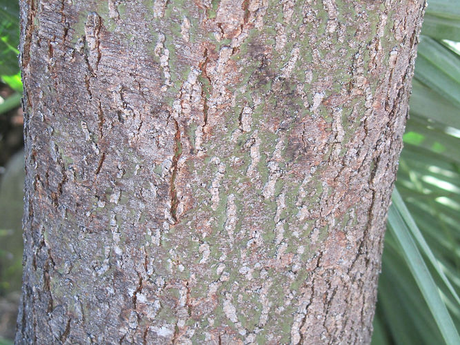 IMG_2203 (Populus tremuloides).jpg