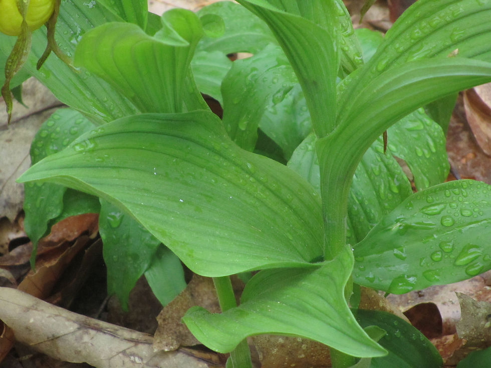 Cypripedium parviflorum var. pubescens