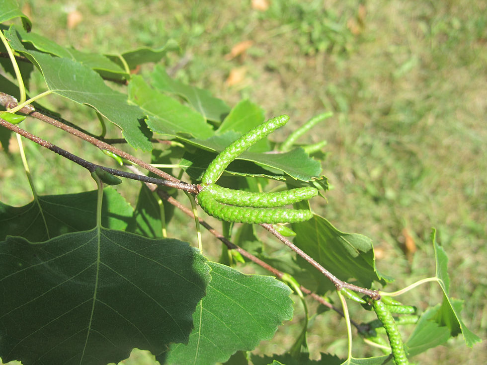 Betula pendula ssp. mandshurica