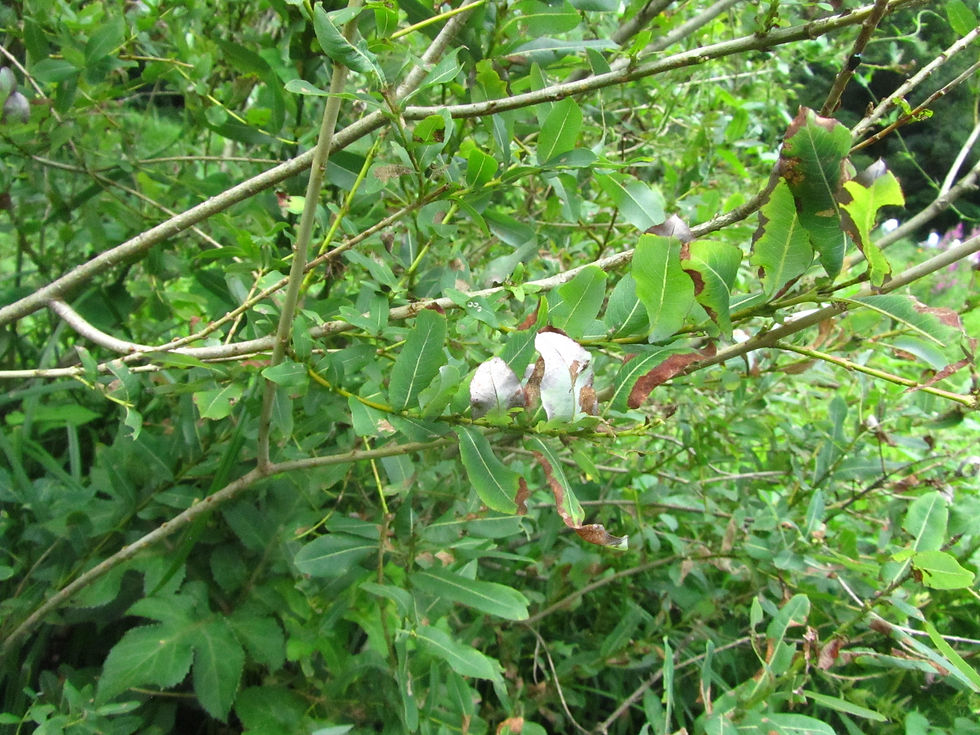 Salix integra
