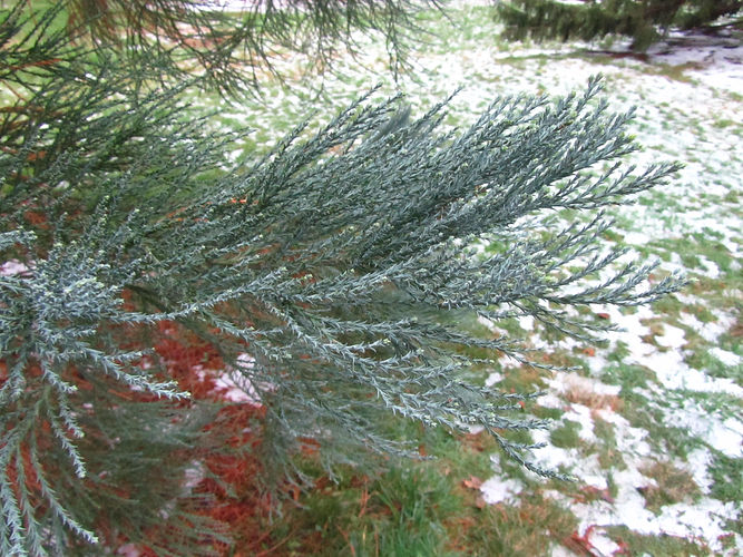 IMG_2203 (Populus tremuloides).jpg