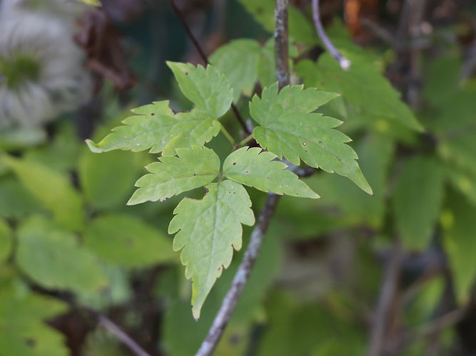 IMG_2203 (Populus tremuloides).jpg