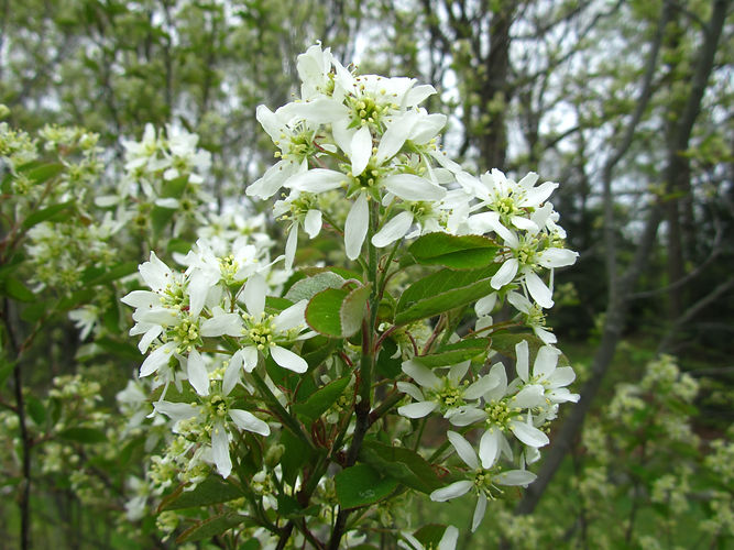 IMG_2203 (Populus tremuloides).jpg