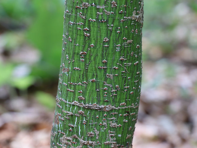 IMG_2203 (Populus tremuloides).jpg