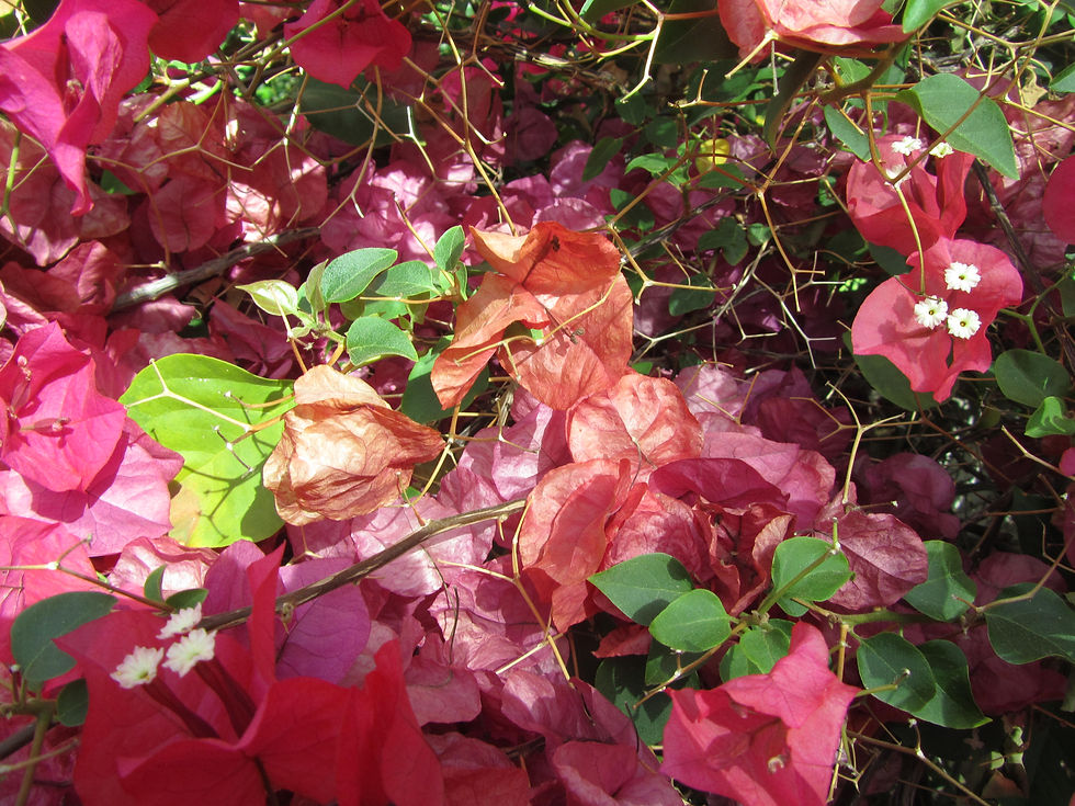 Bougainvillea x buttiana