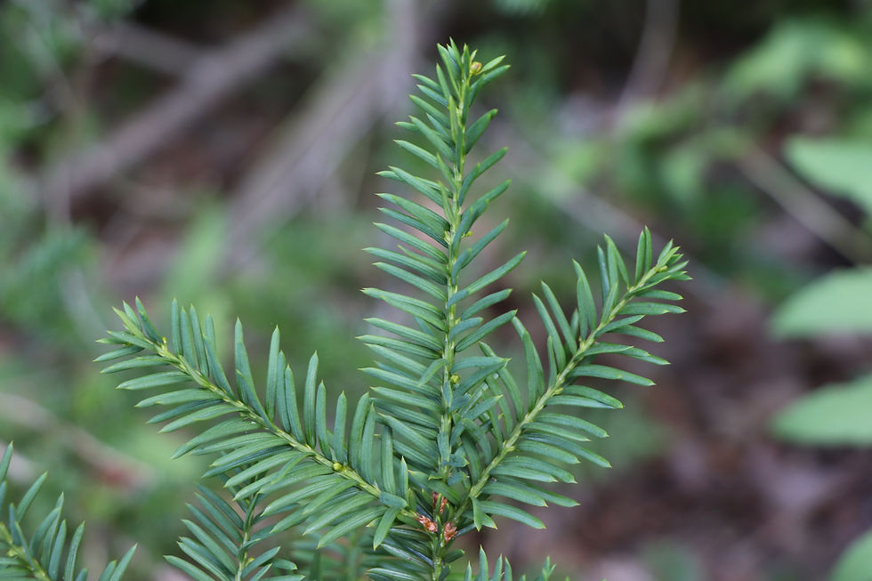 Taxus canadensis