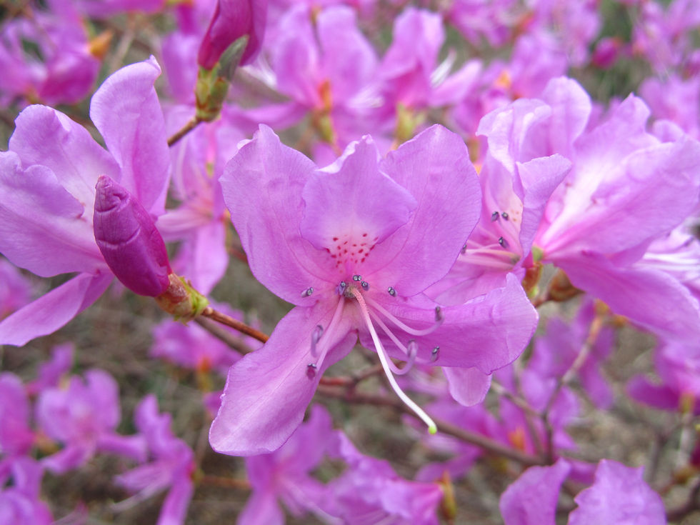 Rhododendron wadanum