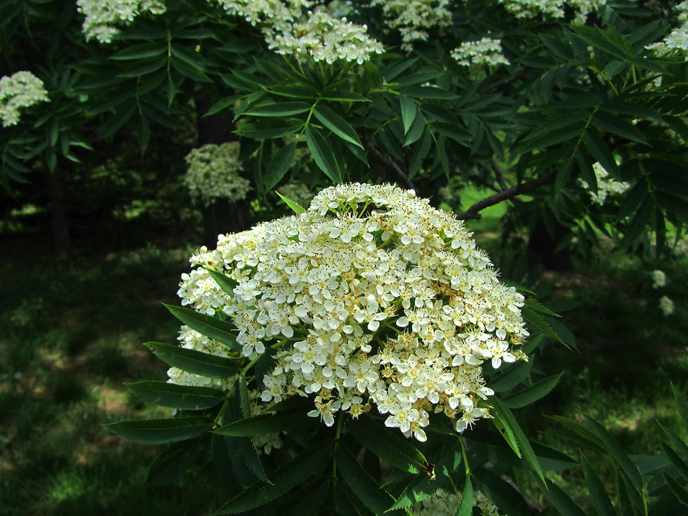 Sorbus commixta