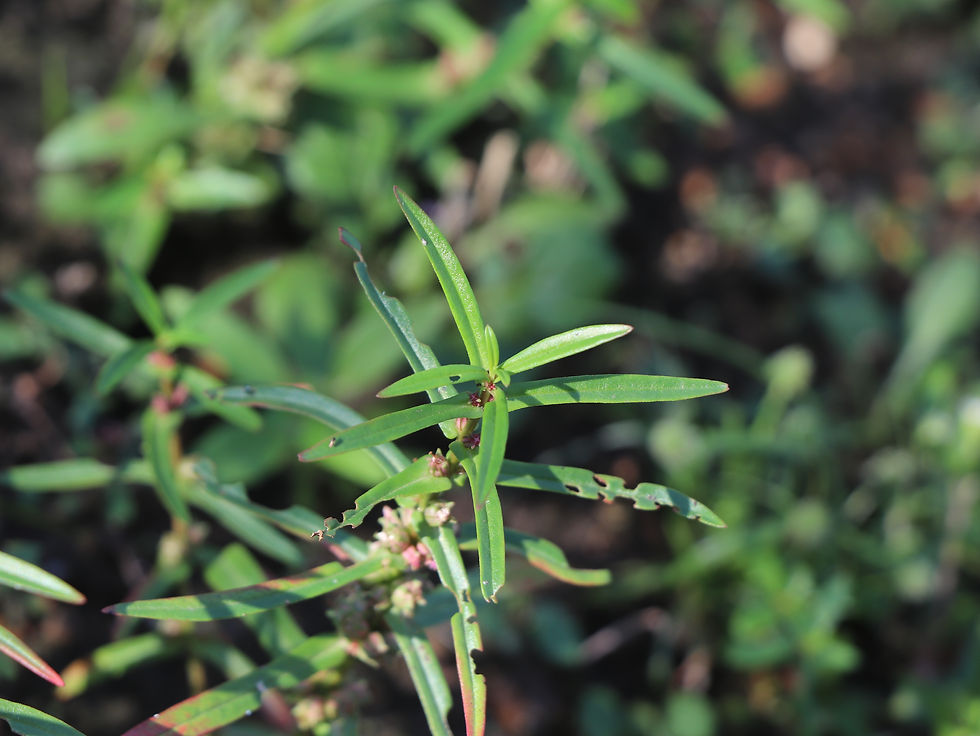 Ammannia coccinea