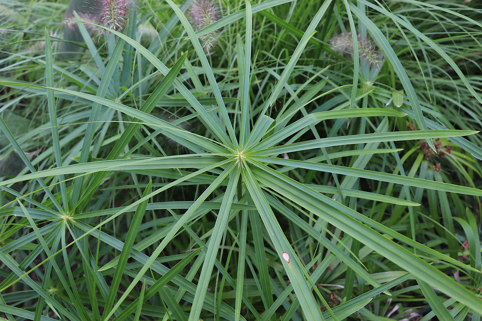 Cyperus alternifolius