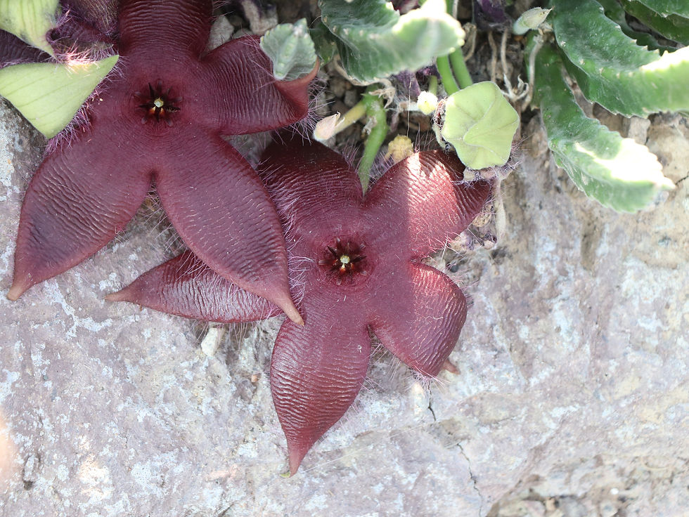 Stapelia x mutabilis