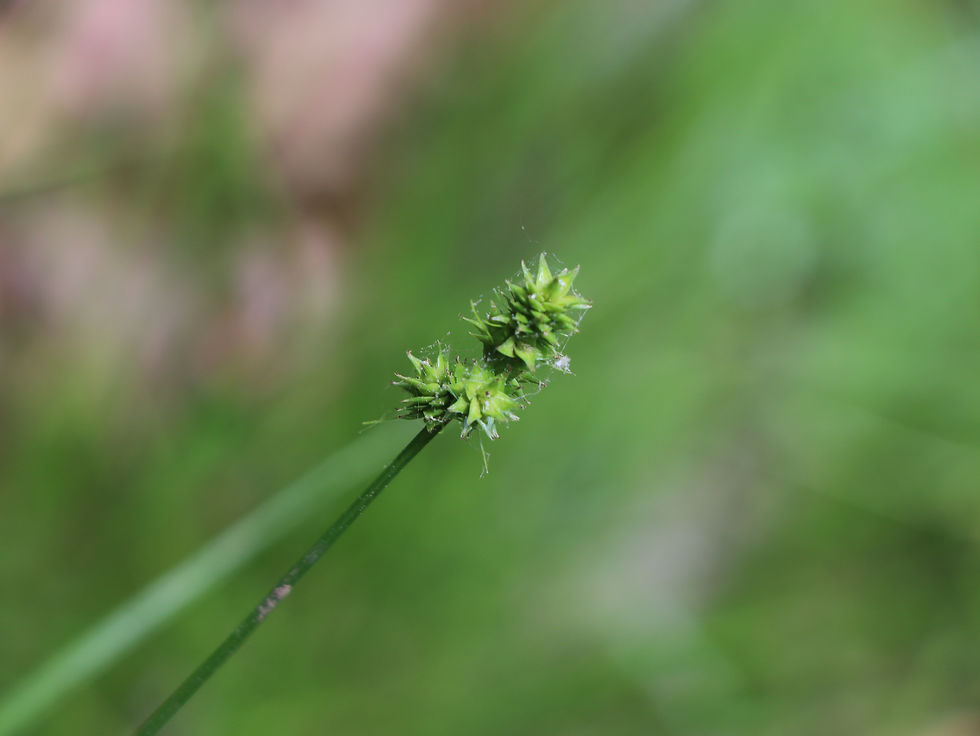 Carex muehlenbergii var. enervis