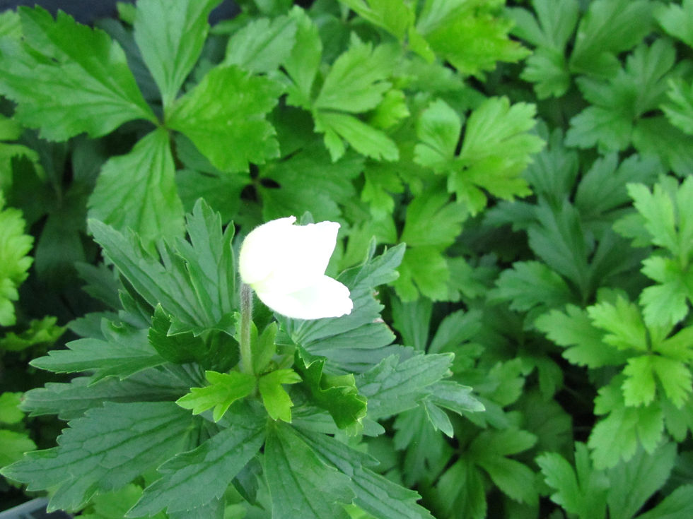 Anemonoides sylvestris
