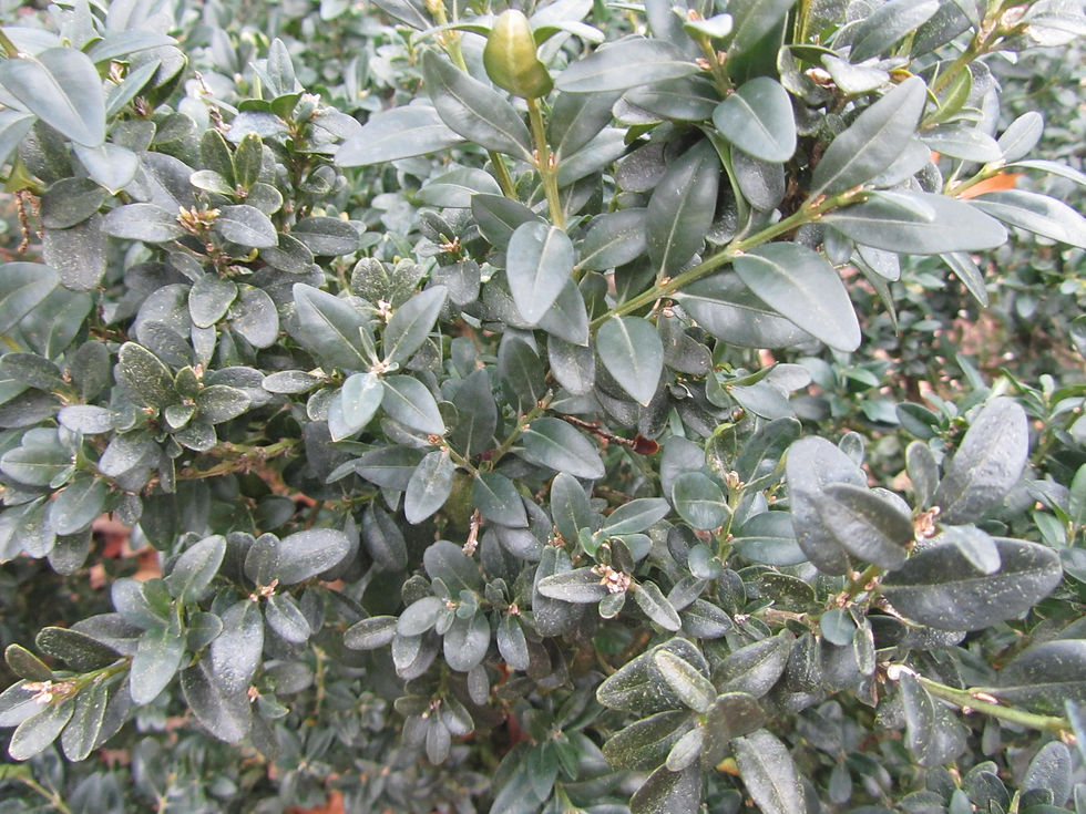 Buxus sinica