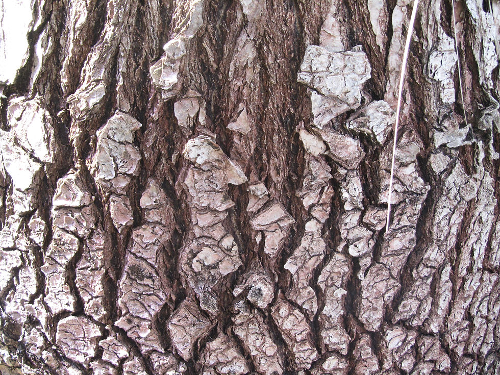 Beaucarnea gracilis