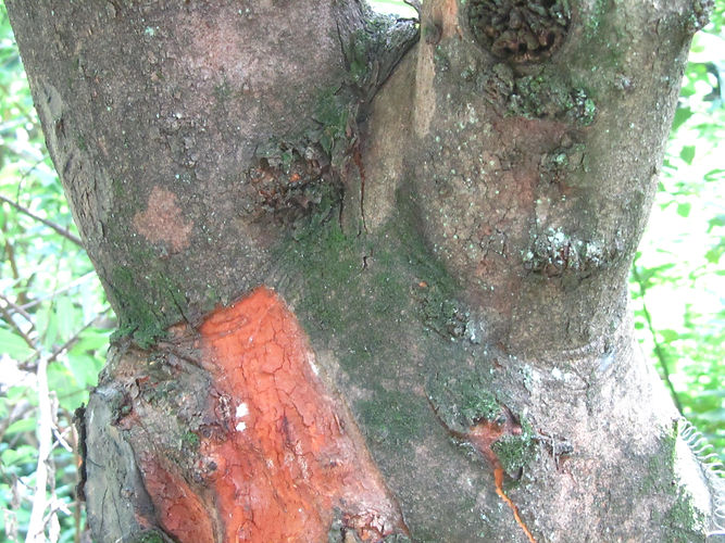 IMG_2203 (Populus tremuloides).jpg
