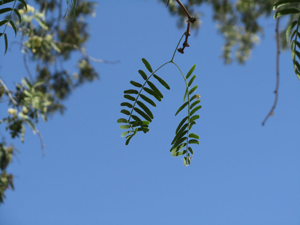 Prosopis glandulosa