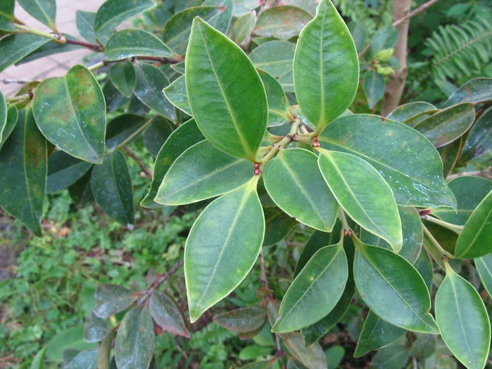 Metrosideros boninensis