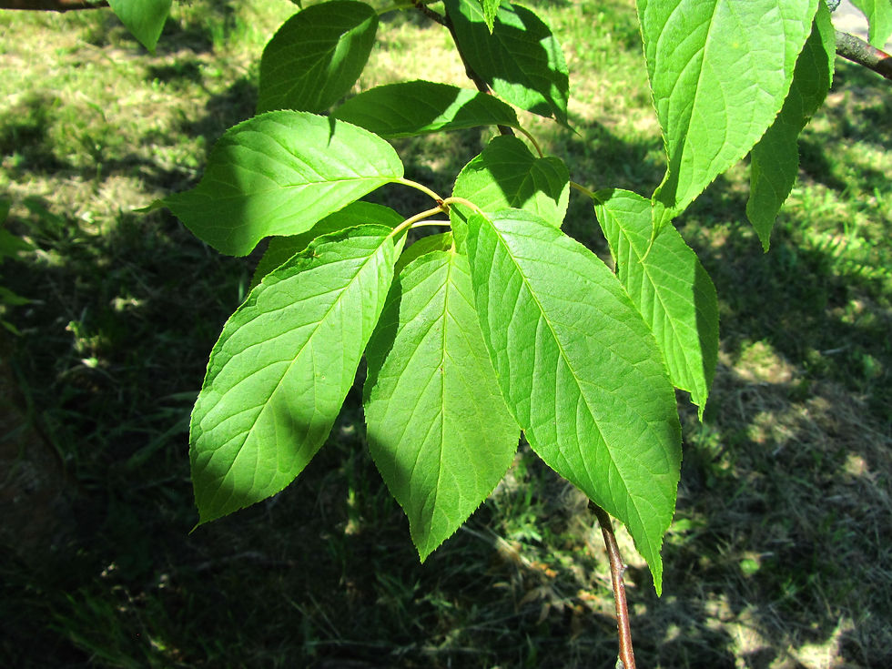Prunus maackii