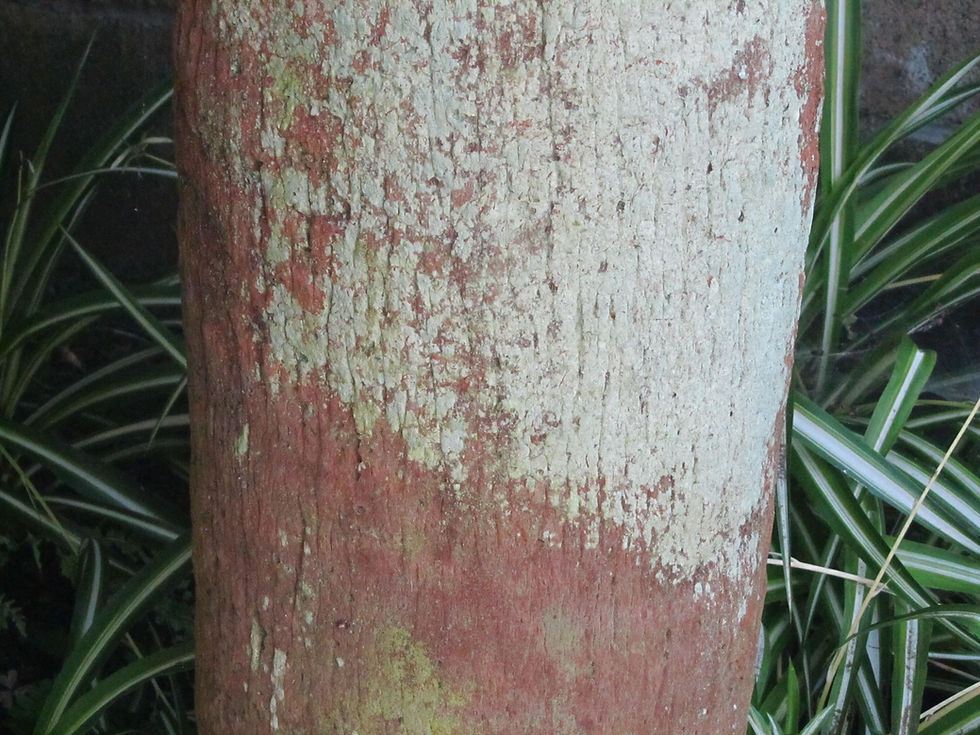 Livistona chinensis
