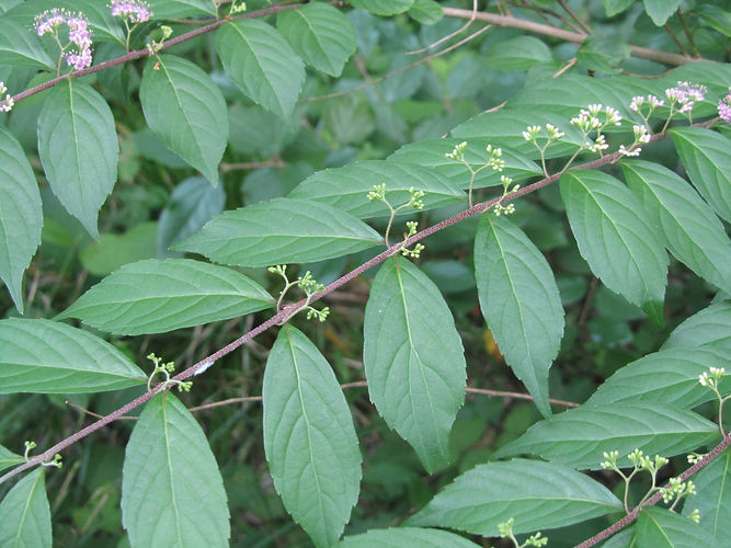 IMG_2203 (Populus tremuloides).jpg