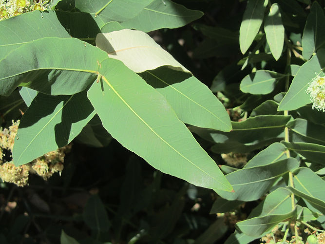 IMG_2203 (Populus tremuloides).jpg