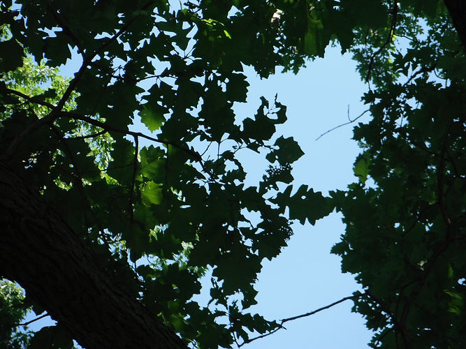 IMG_2203 (Populus tremuloides).jpg