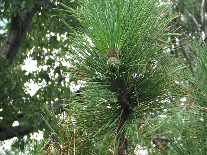 IMG_2203 (Populus tremuloides).jpg