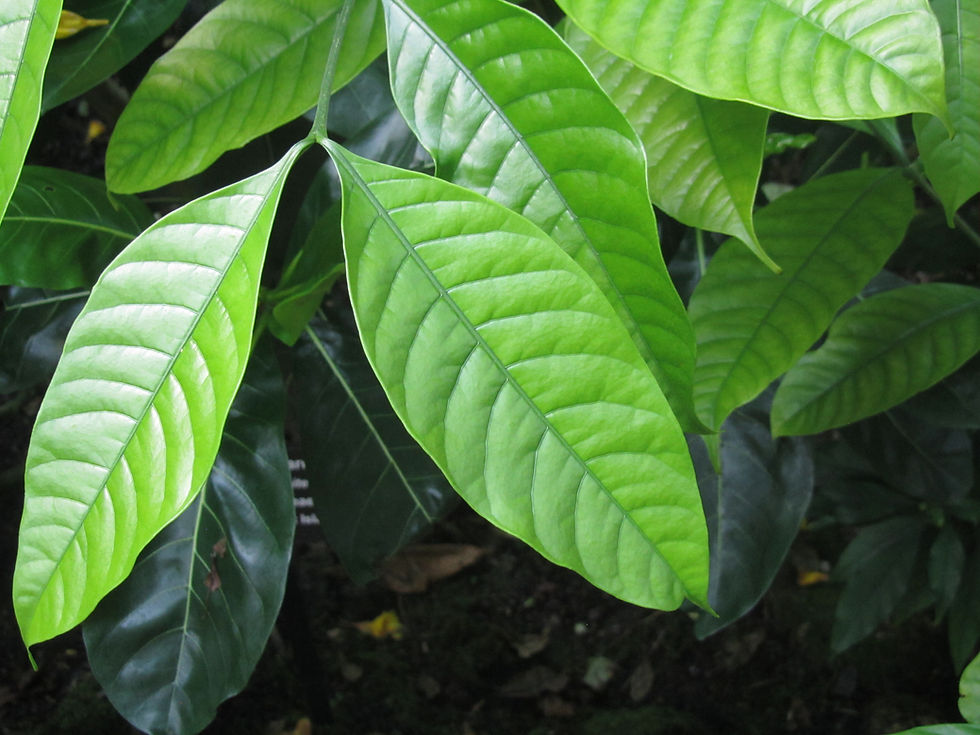 Kopsia fruticosa