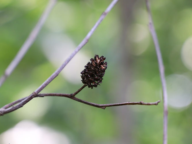 IMG_2203 (Populus tremuloides).jpg