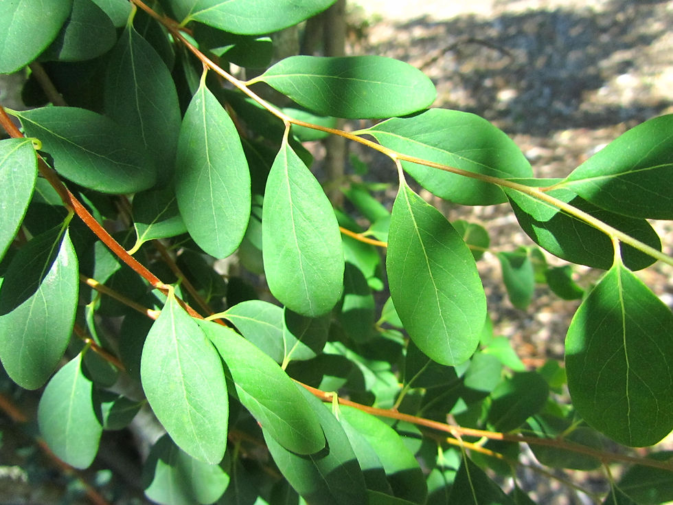 Spiraea veitchii