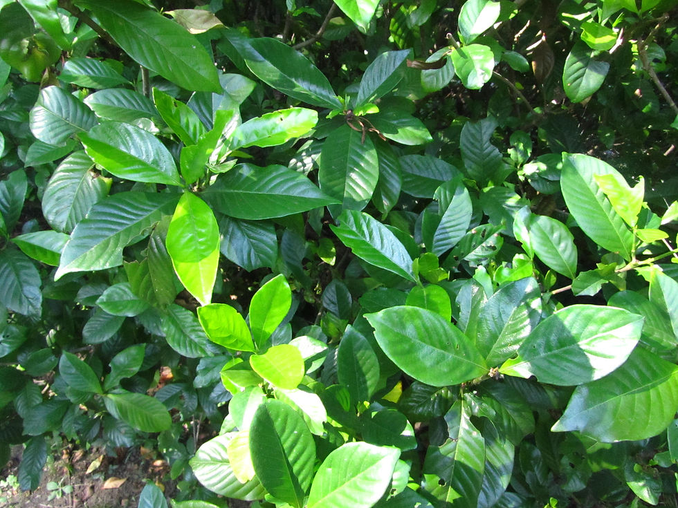 Gardenia jasminoides