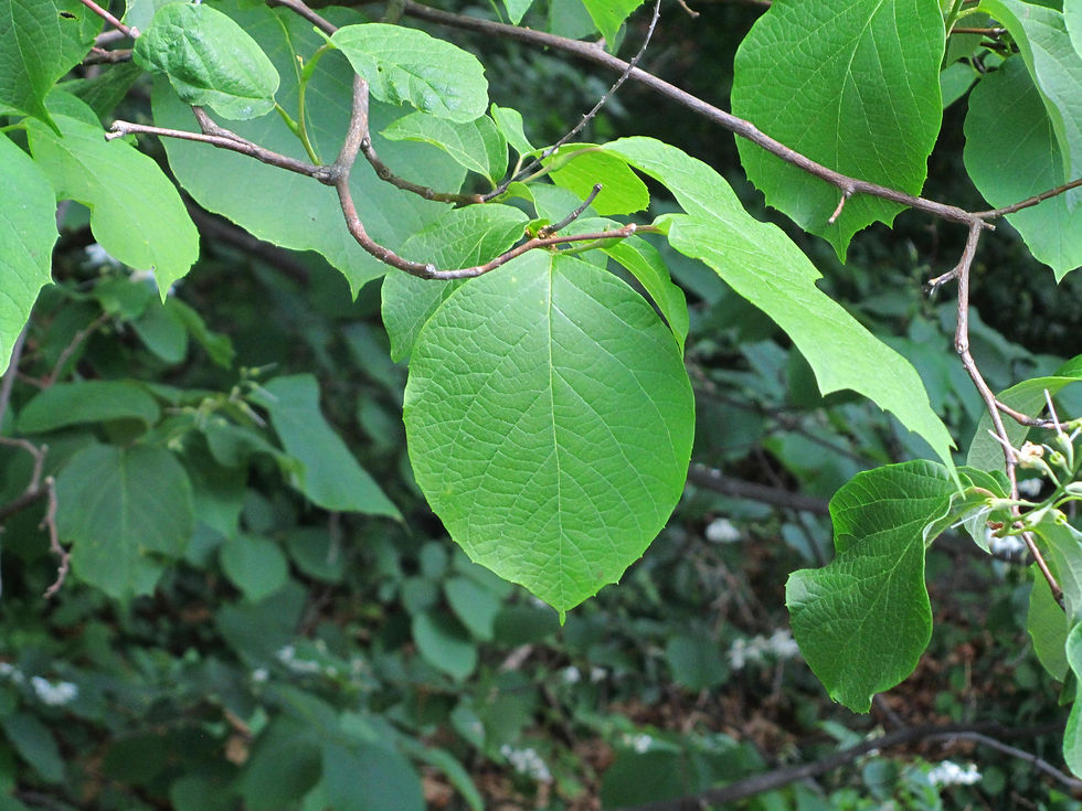 Styrax obassia