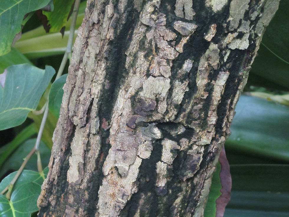 Shorea robusta