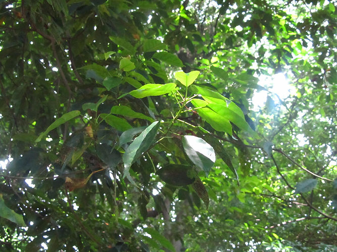 IMG_2203 (Populus tremuloides).jpg